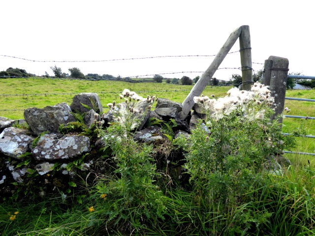 Devotional Reflection: The Danger of Pulling&nbsp;Weeds