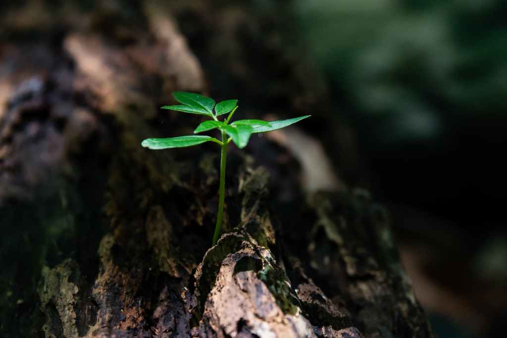 Devotional Reflection: New Life in Light of&nbsp;Resurrection